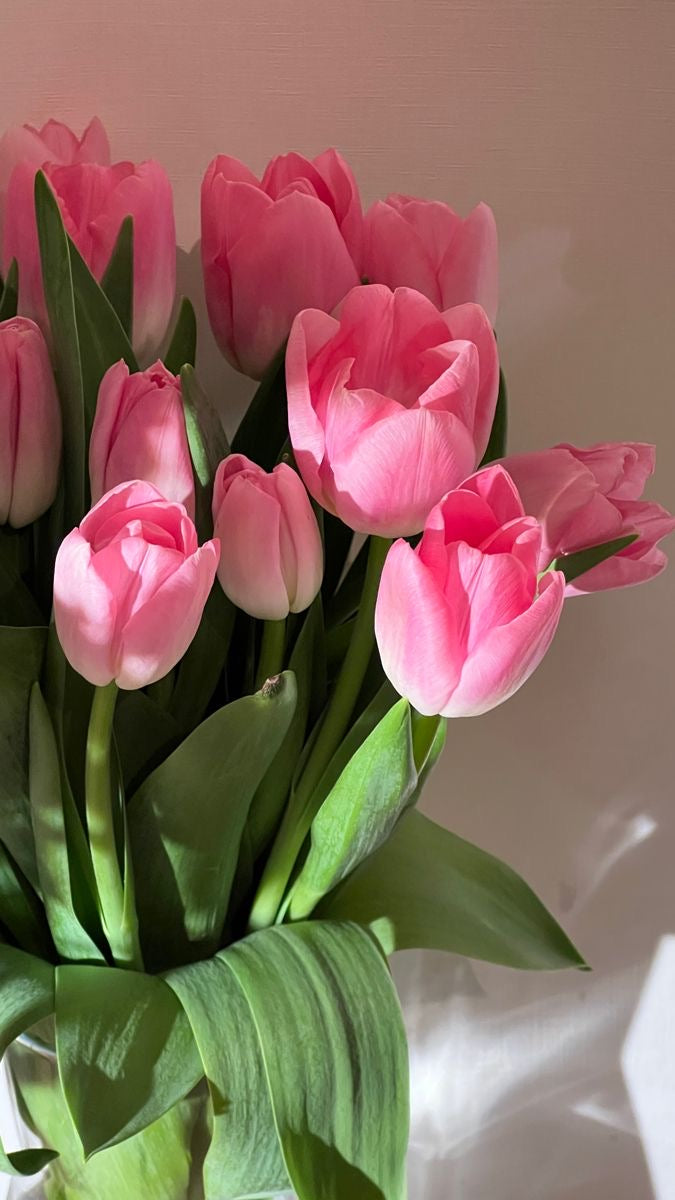 Tulipanes