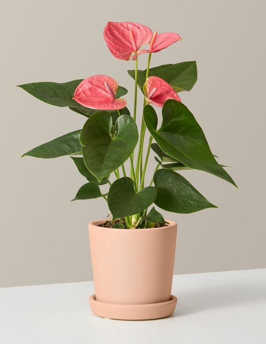 Anturio O Flor De Flamenco