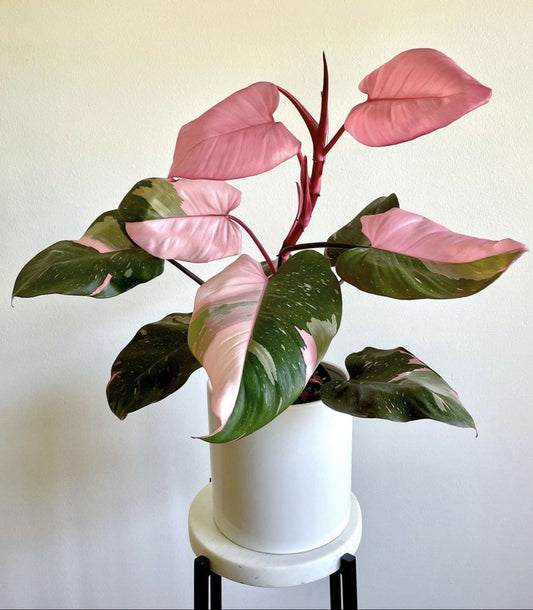 Princesa Rosa