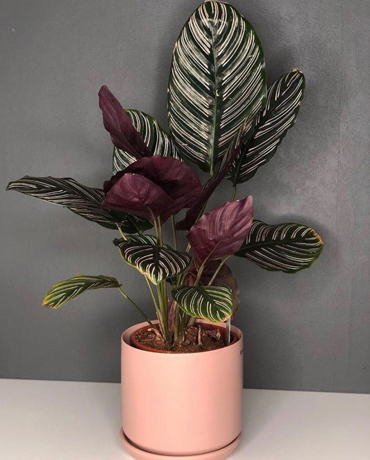 Calathea