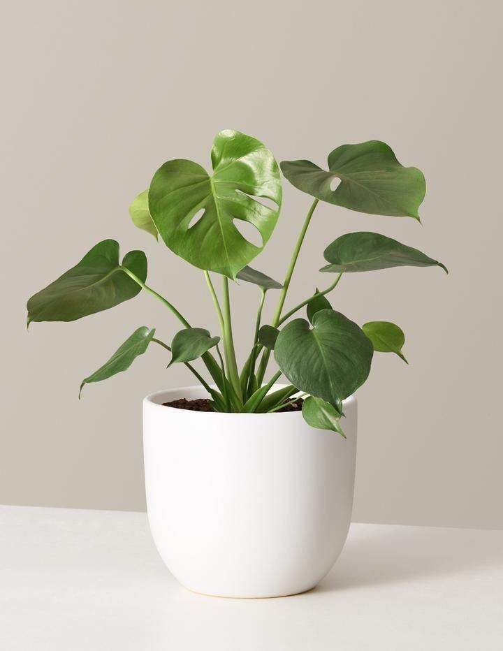 Monstera Deliciosa