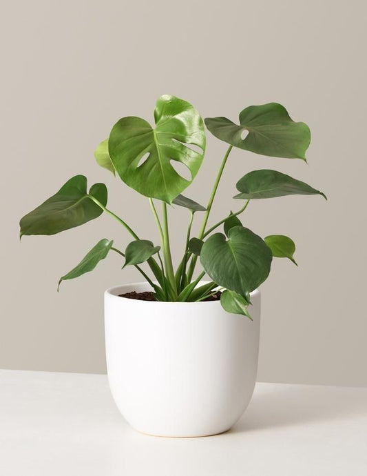 Monstera Deliciosa