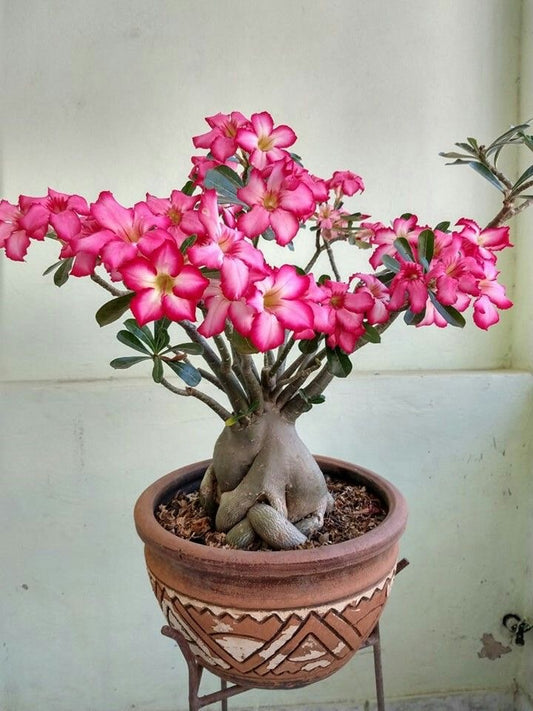 Rosa del Desierto