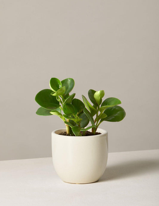 Planta de Caucho Bebé